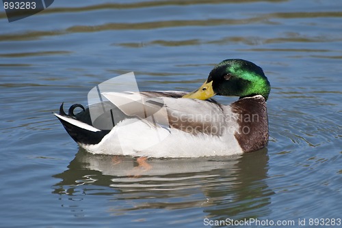 Image of Duck