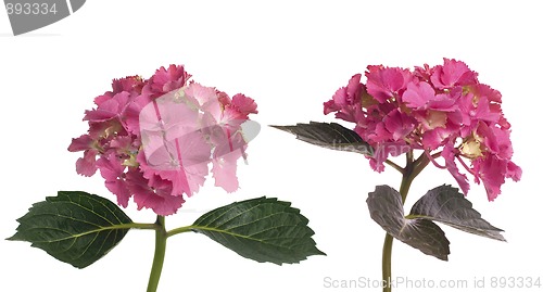 Image of Lacecap Hydrangea (macrophylla normalis)