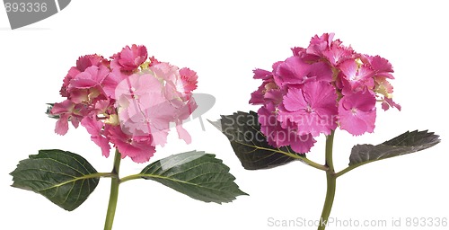 Image of Lacecap Hydrangea (macrophylla normalis)