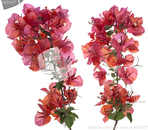 Image of Bougainvillea