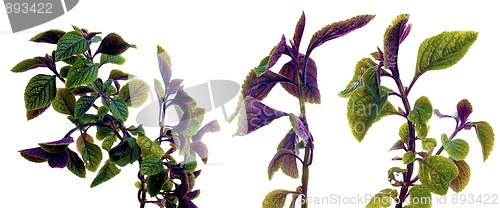 Image of Branch of green leafs