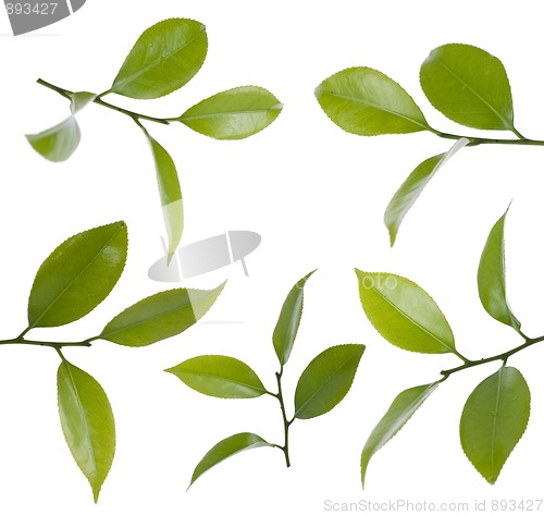 Image of Camelia leafs