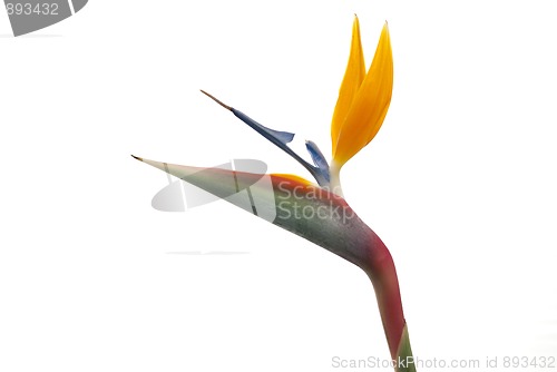 Image of Bird of paradise flower (Strelitzia reginae) isolated on white b