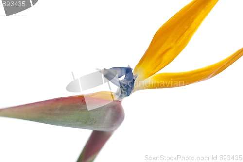 Image of Bird of paradise flower (Strelitzia reginae) isolated on white b