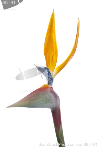 Image of Bird of paradise flower (Strelitzia reginae) isolated on white b