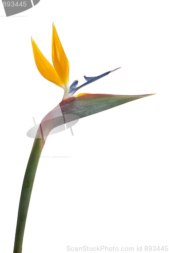 Image of Bird of paradise flower (Strelitzia reginae) isolated on white b