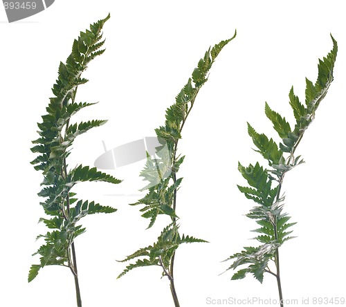 Image of Fern leafs