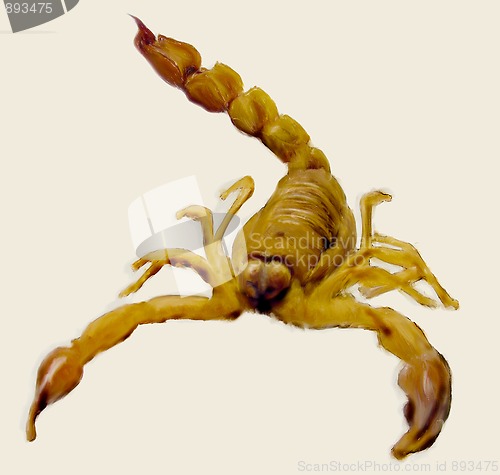 Image of Scorpion