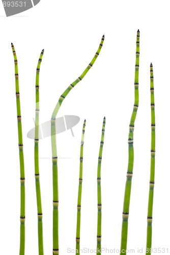 Image of Reed