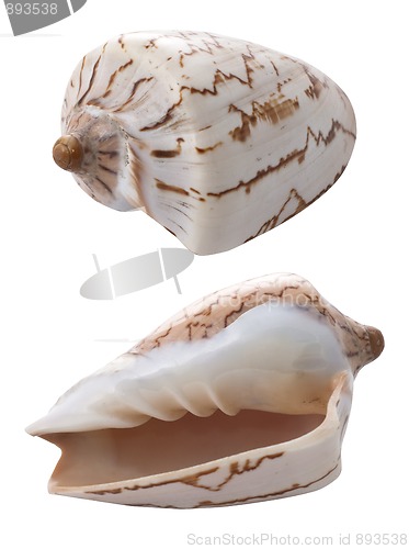 Image of Conch