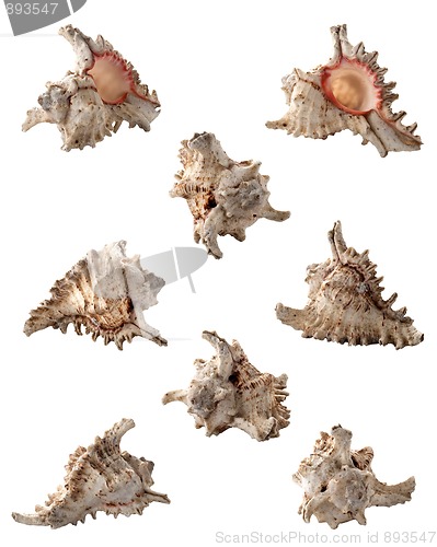 Image of Conch