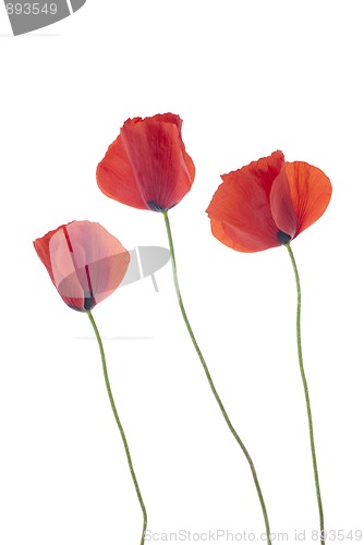 Image of Three poppies