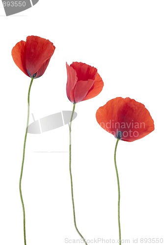 Image of Three poppies