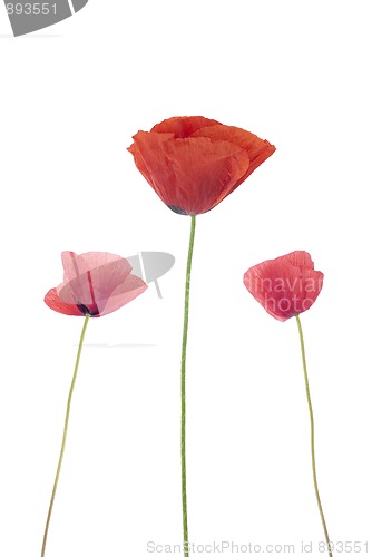 Image of Three poppies