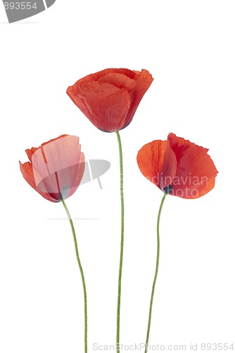 Image of Three poppies