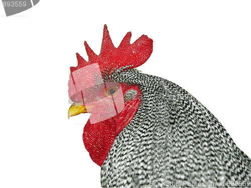 Image of Plymouth Rock Rooster 
