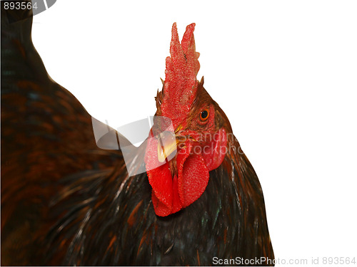 Image of Rooster looking towards Camera