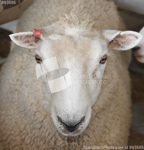 Image of White sheep