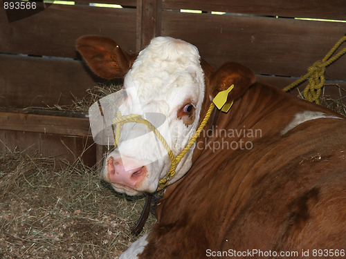 Image of Simmental Cow