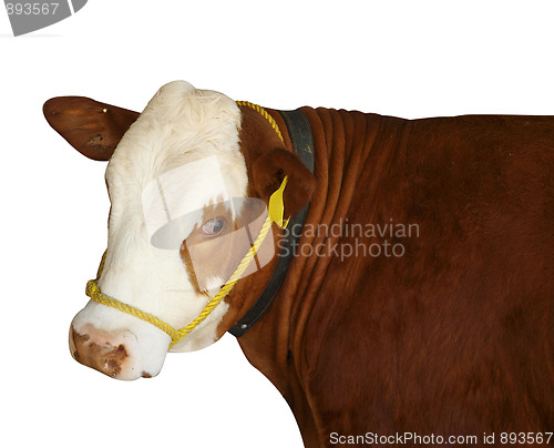 Image of Simmental Heifer