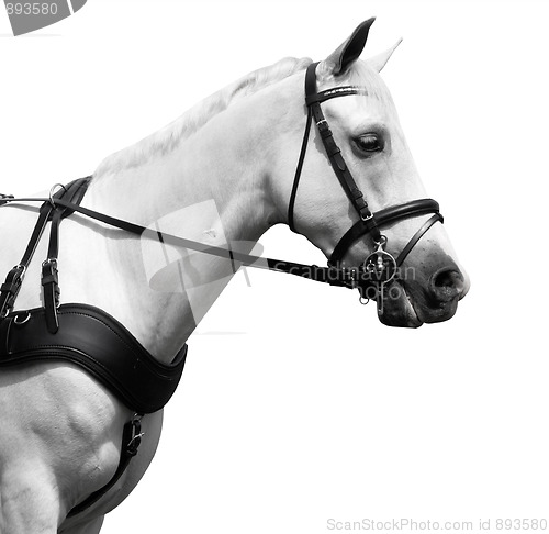 Image of Profile Shot of a White Carriage Pony
