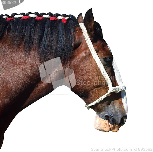 Image of Clydesdale Profile 