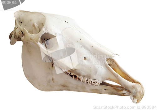 Image of Two Year Old Mare's Skull with Parrot Mputh