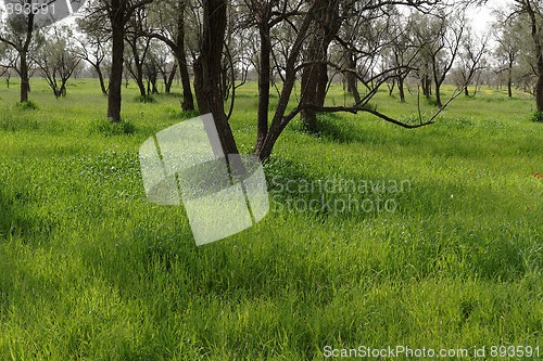 Image of Row of bare trees in the spring among green grass 