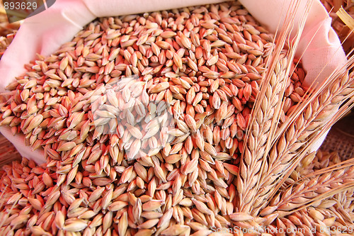 Image of wheats 