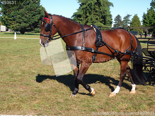Image of Carriage Pony