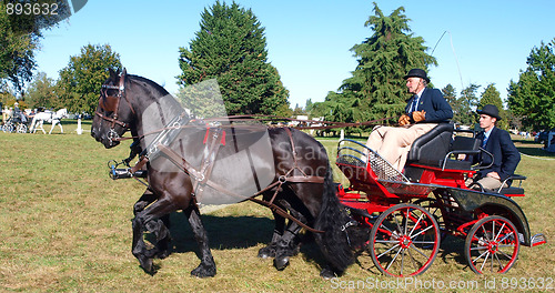 Image of Pair of Carriage Horses