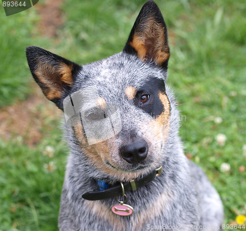 Image of Australian Cattle Dog 