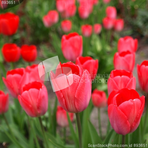 Image of Tulips