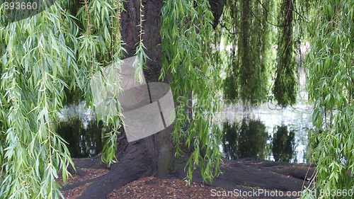 Image of Weeping Willow