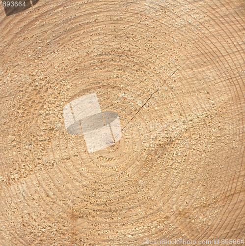 Image of Wood rings