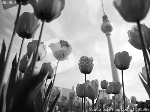 Image of TV Tower, Berlin