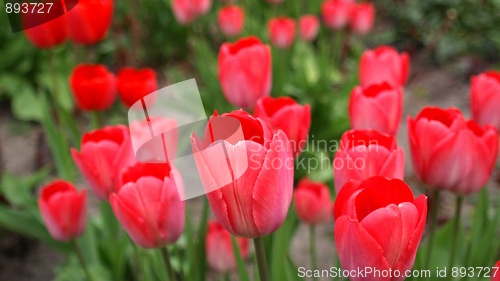 Image of Tulips