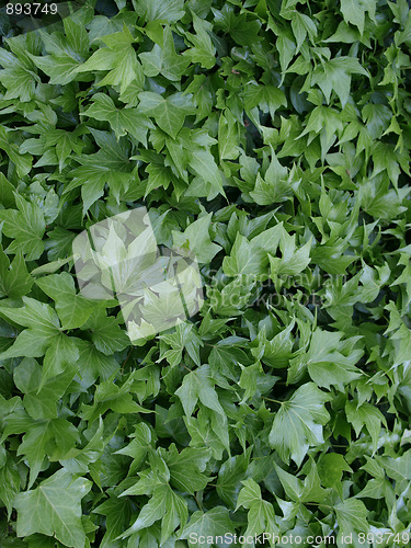 Image of Ivy