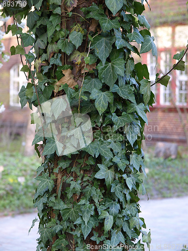 Image of Ivy