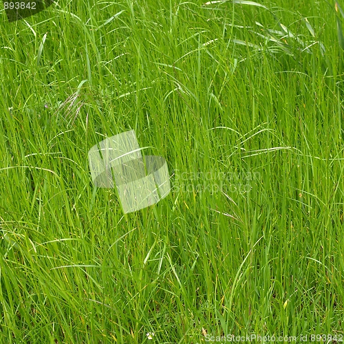 Image of Grass meadow