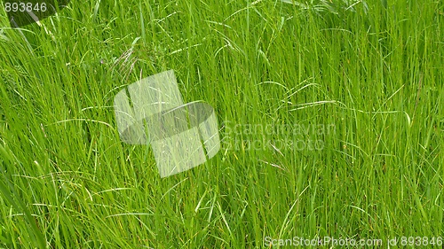 Image of Grass meadow