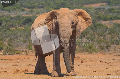 Image of African elephant