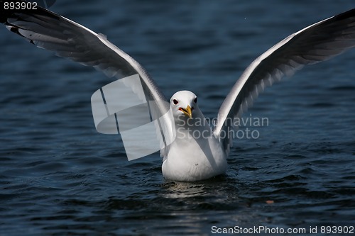 Image of Just landed