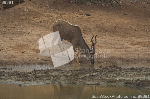 Image of Drinking Kudu