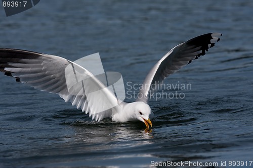 Image of Fishing