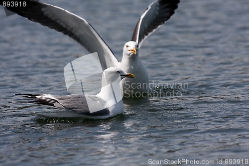 Image of seagulls