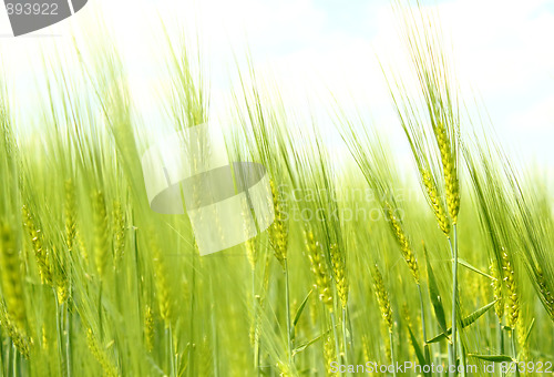 Image of Organic Green spring grains 