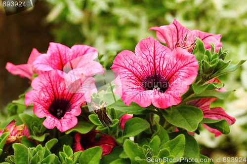 Image of Petunia Surfinia Pink Vein