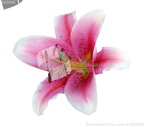 Image of Red Lily