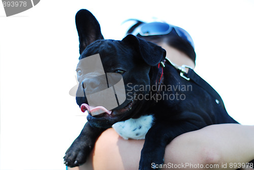 Image of French bulldog